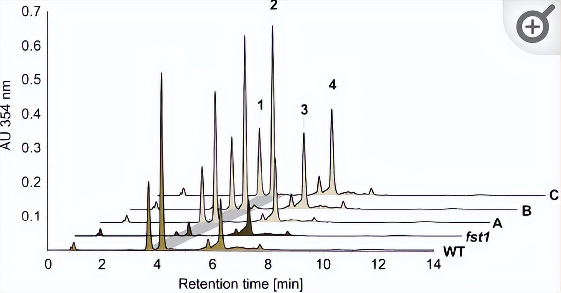 NPF2.8促进因子对拟南芥花粉表面黄酮醇糖苷积累作用的研究