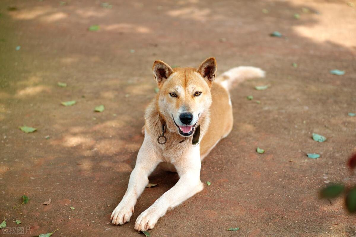 本地土狗哪些品种比较过大众一点,中国土狗都有哪些