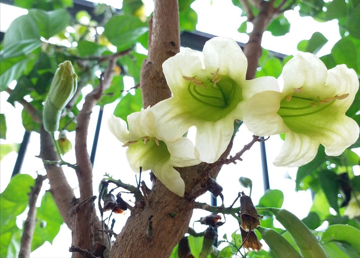 家里养这3种花招财纳福健康长寿,适合懒人养的旺财室内花