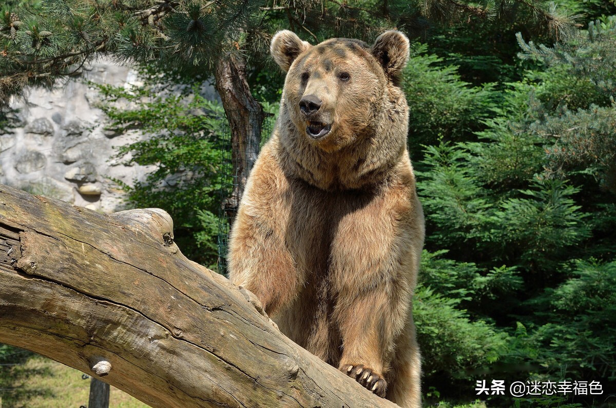 大黑熊伤人,黑熊是怎么伤人的