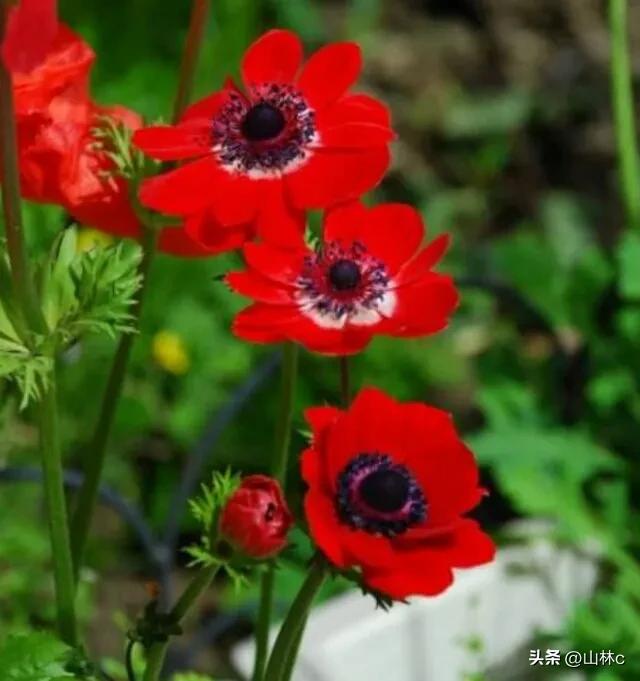 各种各样的鲜花尽情开放争芳斗艳,各种颜色的鲜花开得好美丽动人