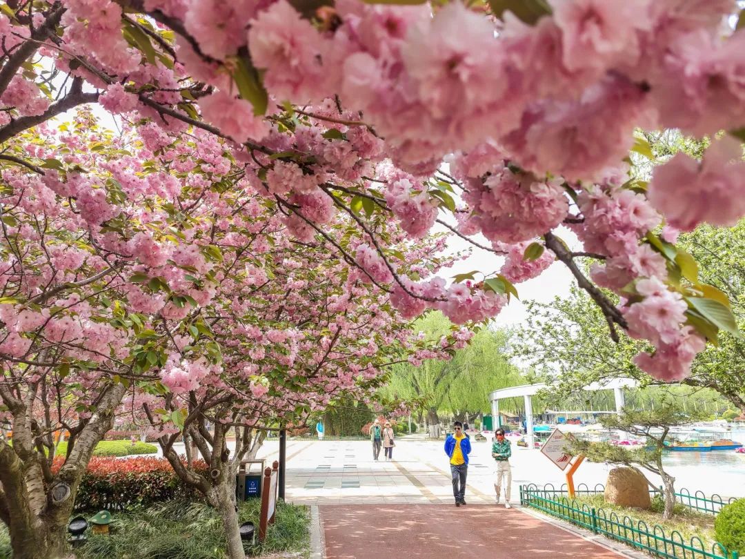 青岛踏春哪里最适合旅游,青岛冬季踏青好去处
