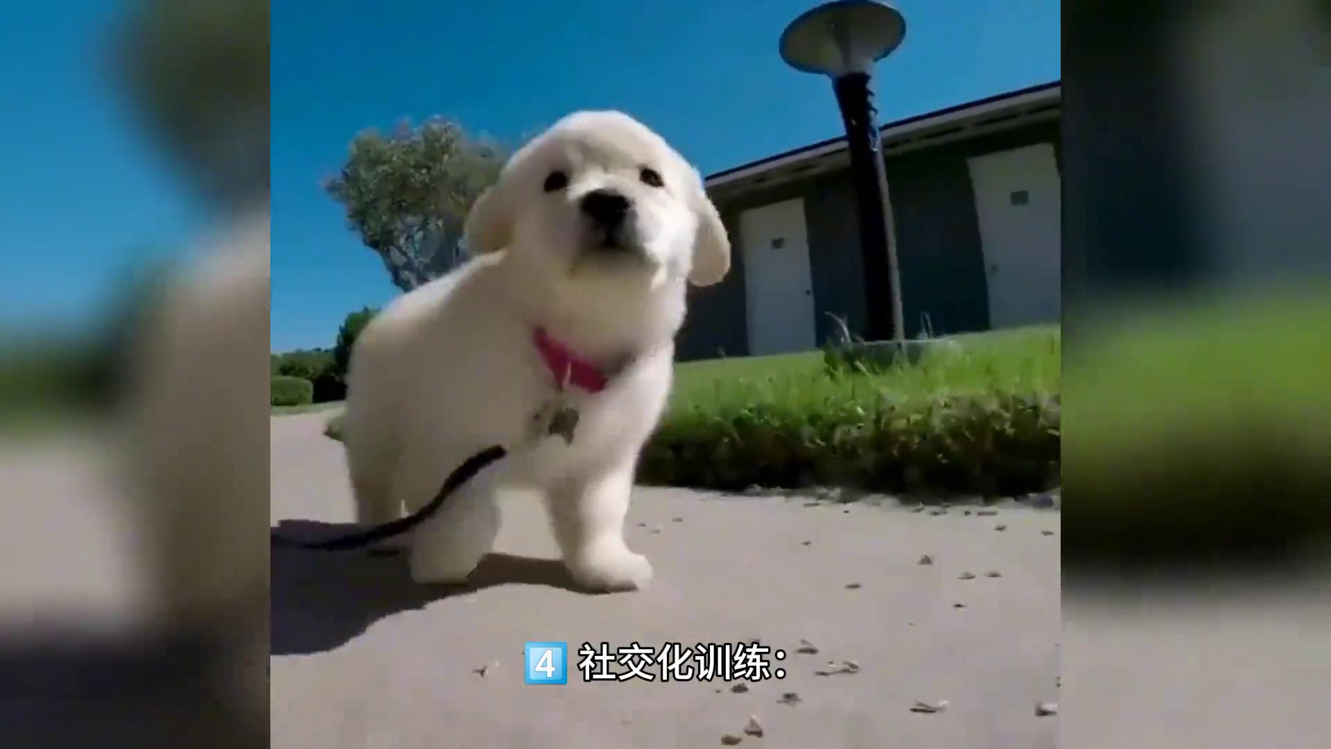 金毛一岁半了还不听话怎么办,狗狗金毛怎么教才会听话