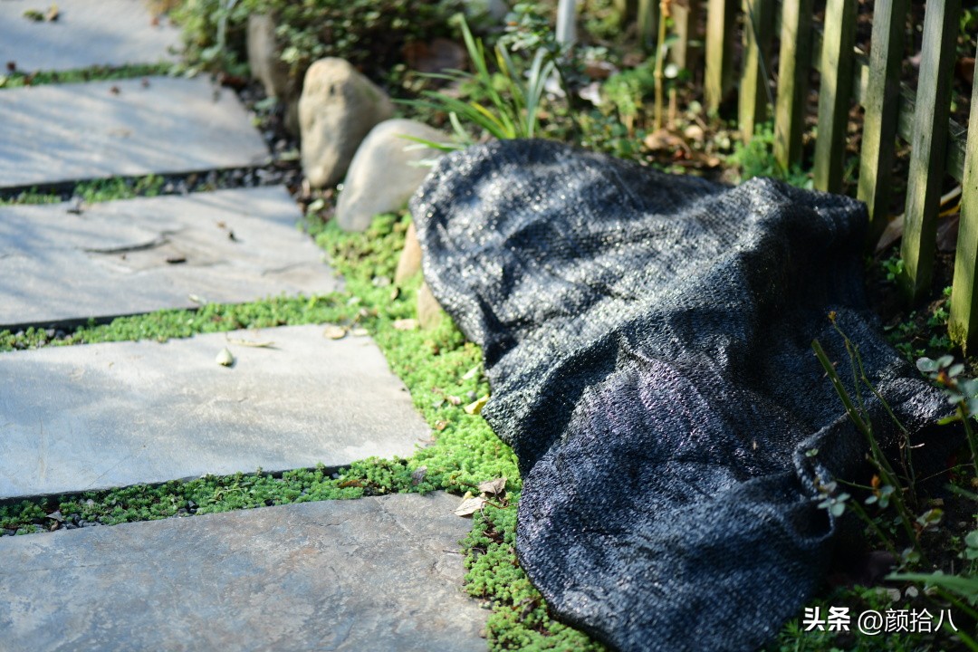 天冷怎么注意植物冻死,植物怕冷怎么过冬