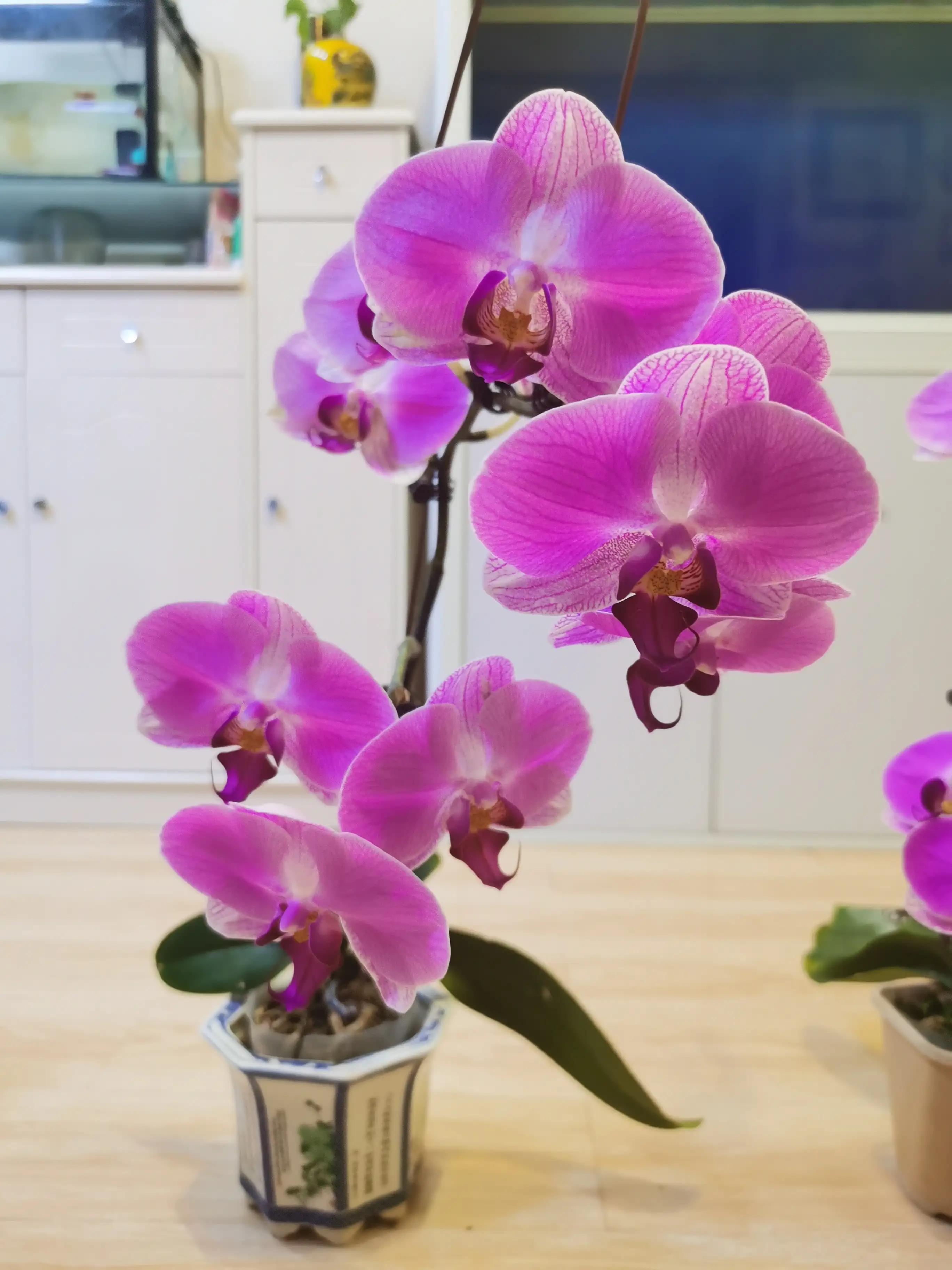 粉黛佳人水仙,紫水仙图片大全