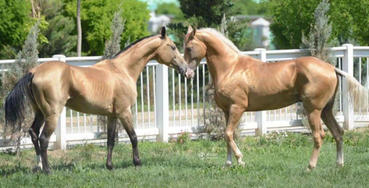 土库曼斯坦永久中立国怎么获得的,土库曼斯坦是永久中立国吗