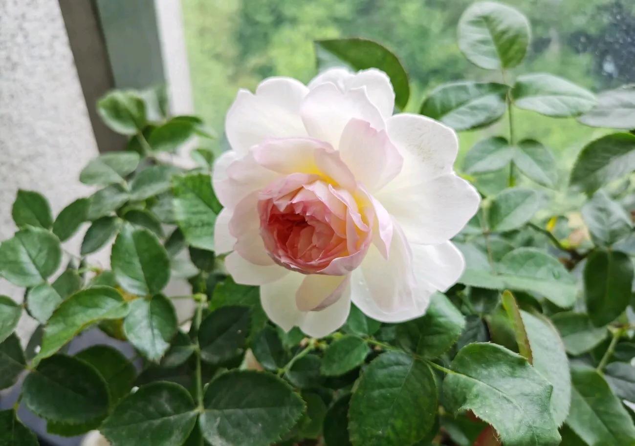 白花月季汇粹：白雪公主、藤冰山、婚礼之路、波莱罗、加百列