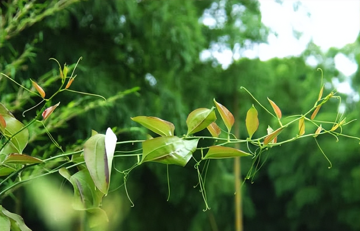 一物降一物,降服带下病,治腰腿痛,跌打损伤,闭经,妇科肿瘤