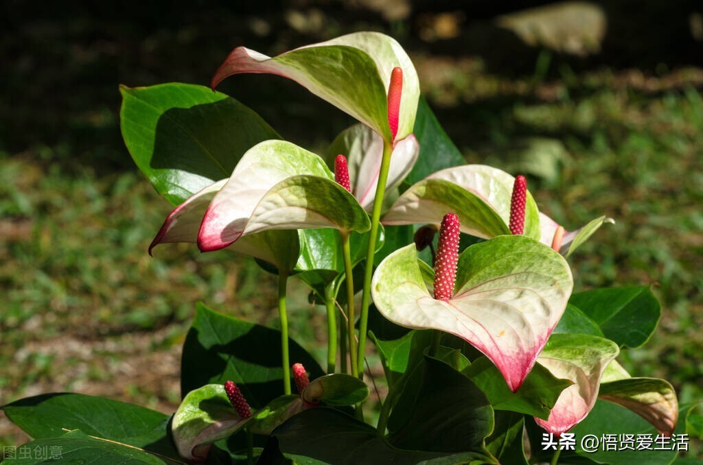 这六种家里常见的花草都有毒！往常要留心颐养