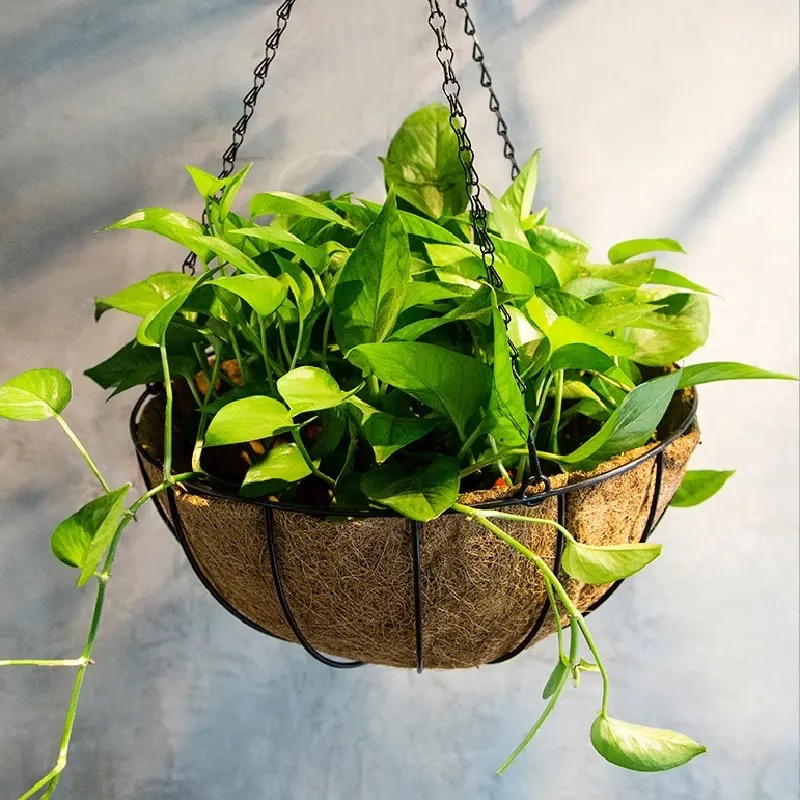 怀孕后卧室里不可以养绿植,哪些花草孕妇不能养在家里面