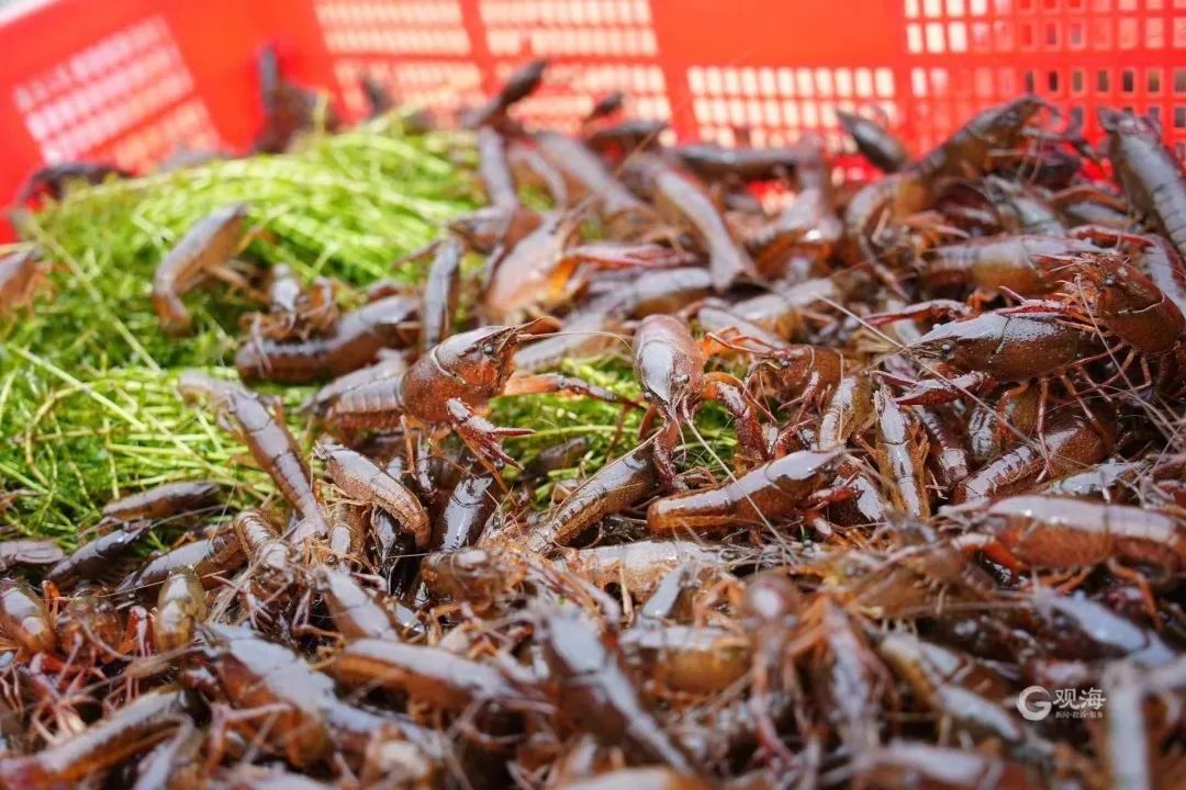 莱西小龙虾哪家好吃,莱西小龙虾热门排行榜