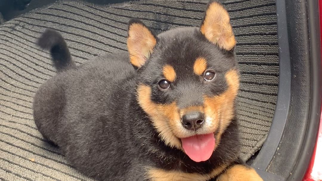 中华田园犬为什么现在越来越少了,中华田园犬为啥受其他狗欢迎