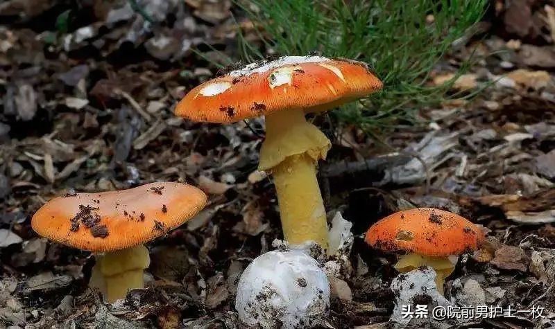 蘑菇中毒最常见品种,有毒蘑菇的八种识别方法