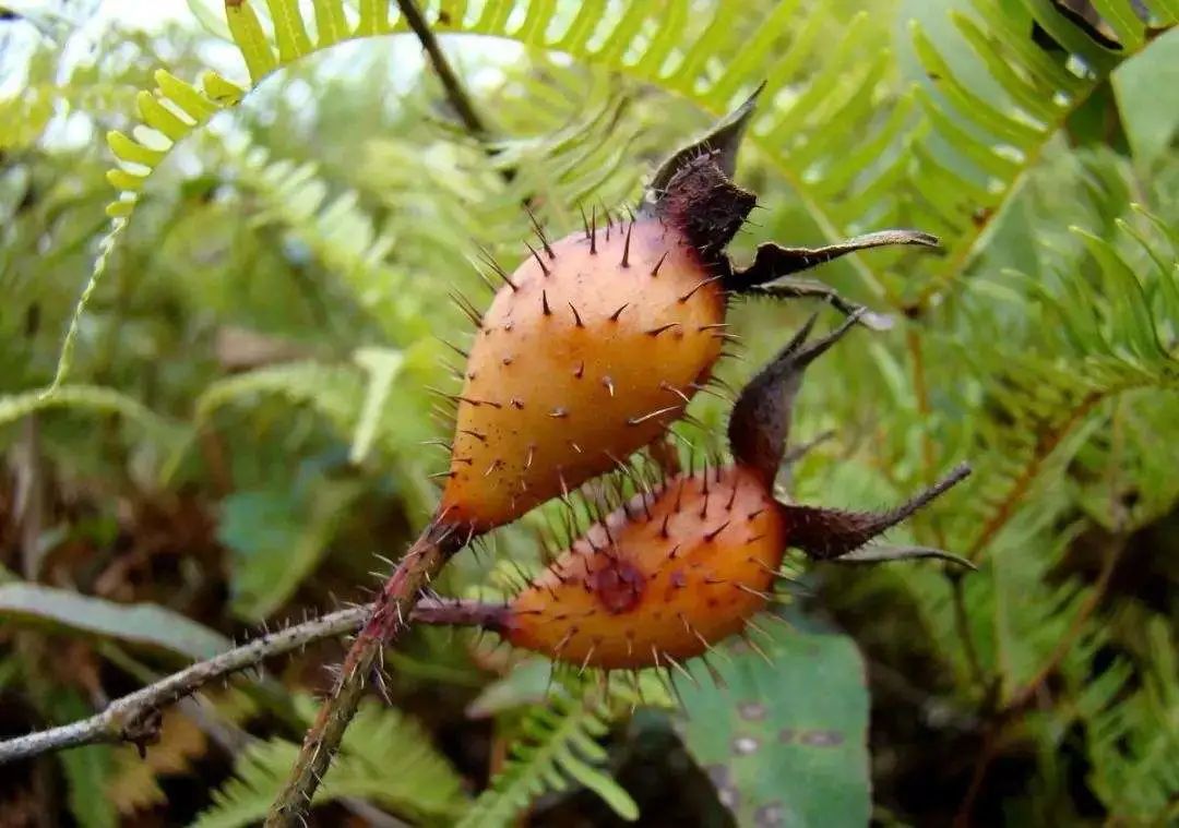 农村常见野生植物你都认识吗,农村常见植物野果