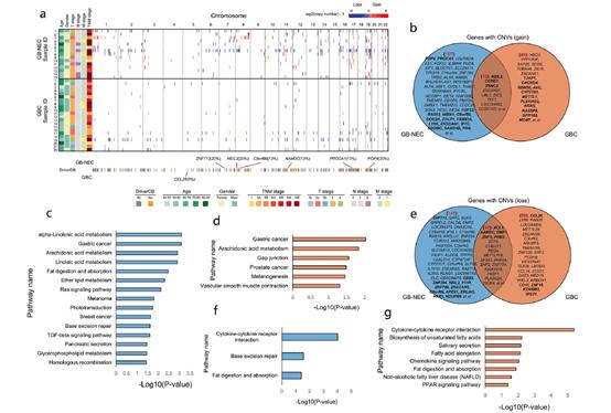 对不同苹果种群，进行拷贝数变异综合分析，CNVs综合图谱有何特点