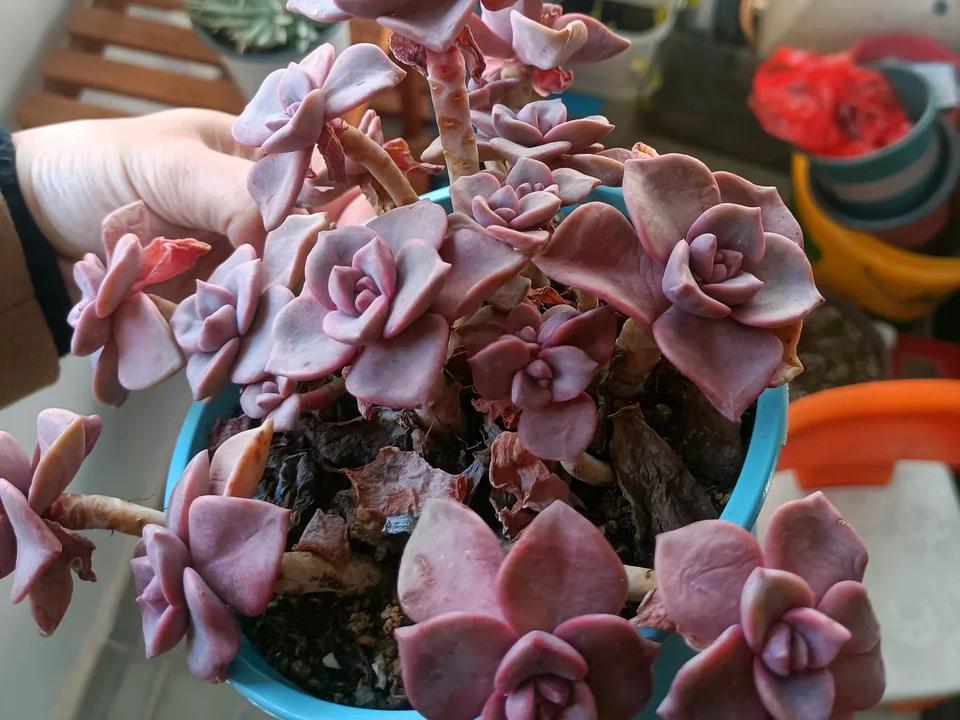 多肉彩虹糖和紫乐有啥区别,彩虹糖多肉和紫乐多肉的区别