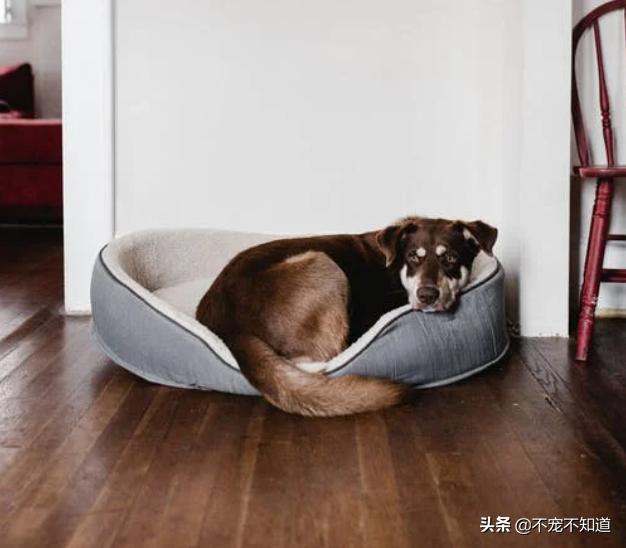 跳蚤卵什么环境下不存活,跳蚤的卵在什么条件下能生存