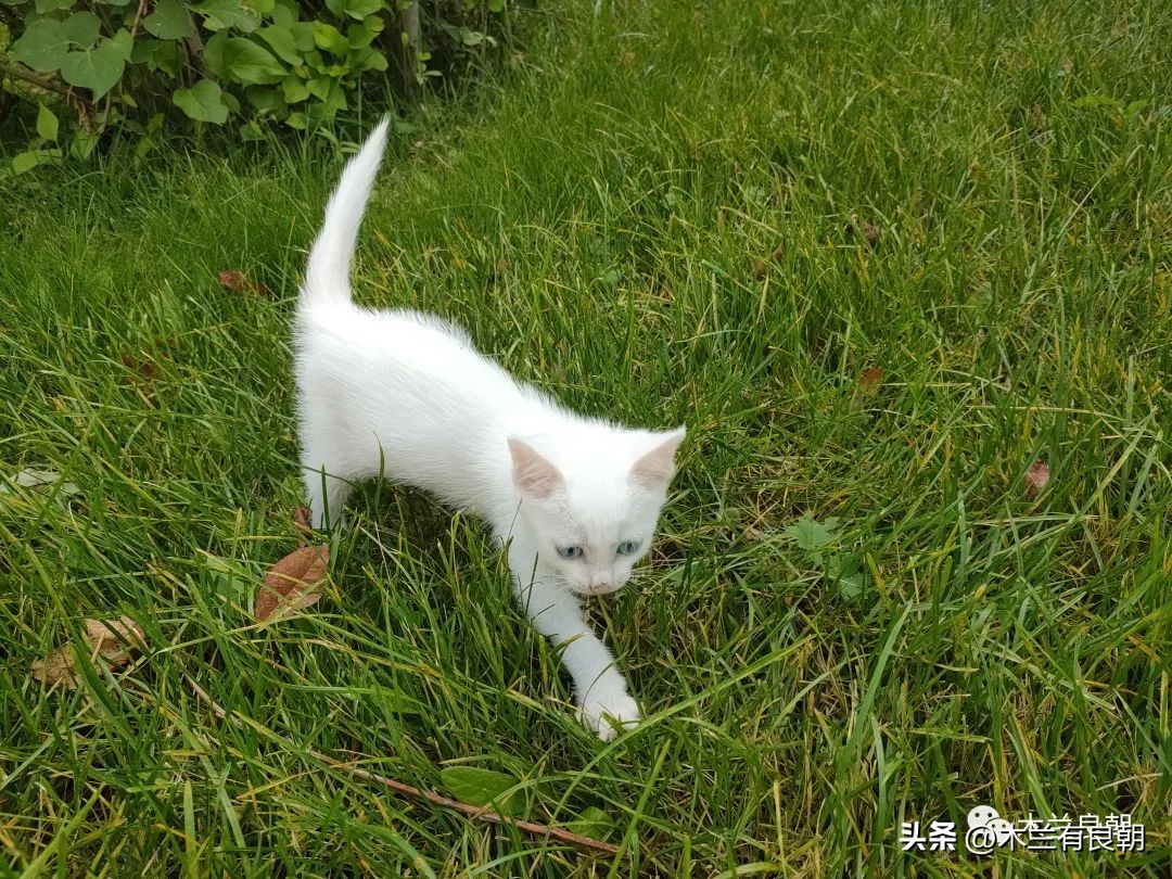 这回这妖精是真的要拆家了