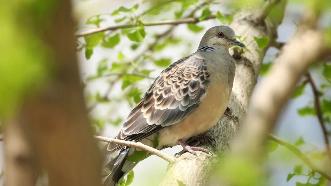 师大寻鸟记，这些小可爱，你都见过吗？