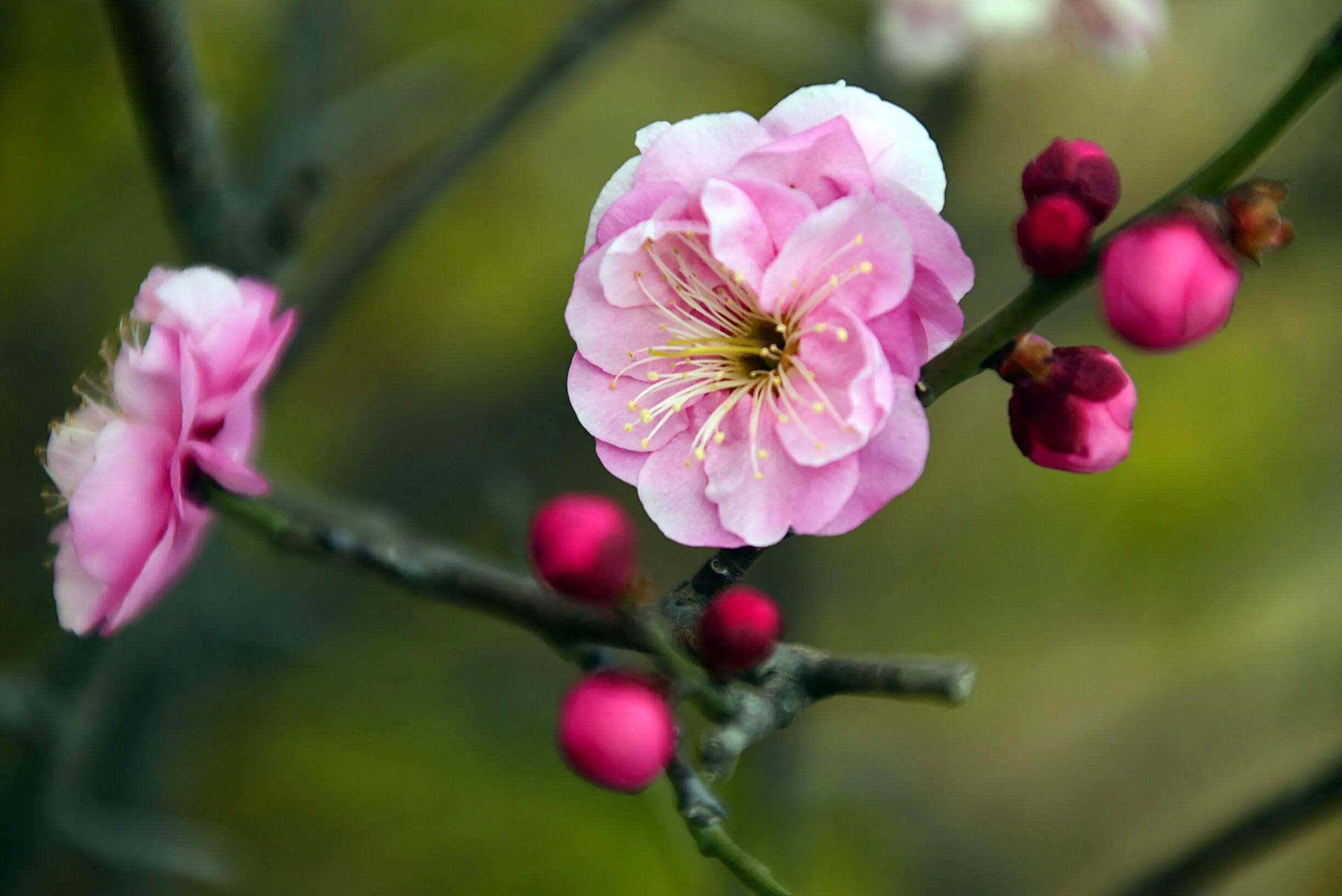 花卉摄影秋日的浪漫,花卉摄影春暖梅花开
