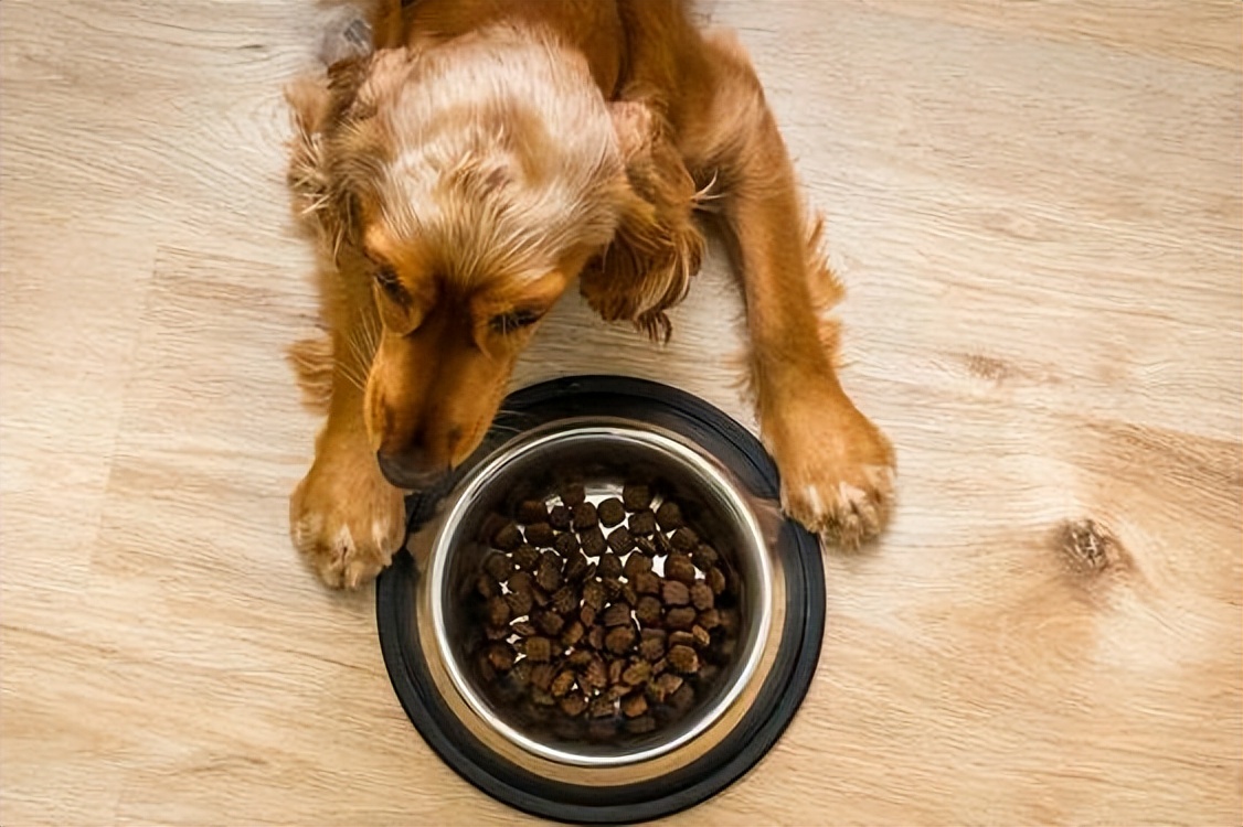 不建议新手买的狗粮,狗粮的选择避坑