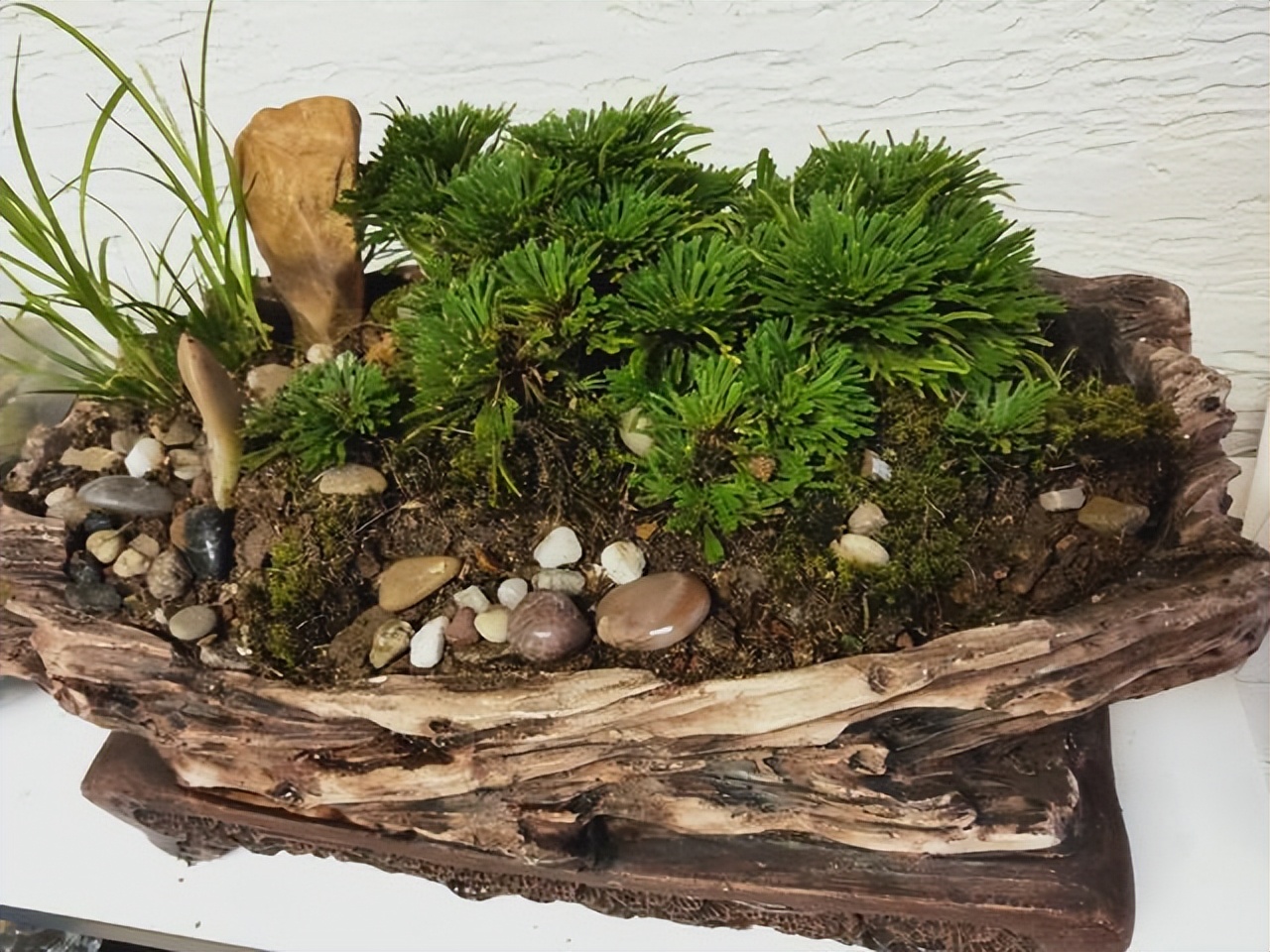 家里可养九死还魂草,家里可以种还魂草