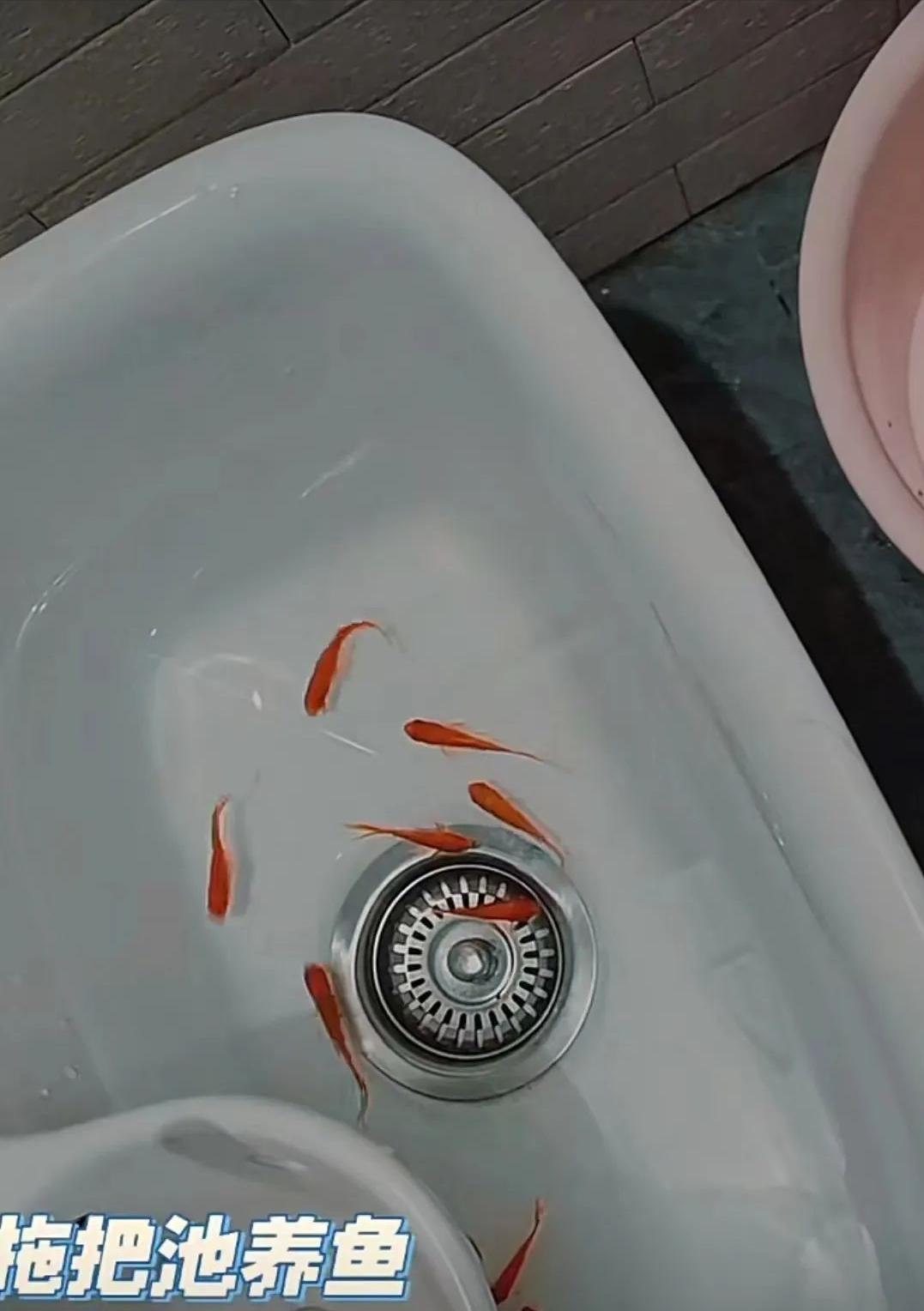 家里拖把池实用吗,家里有拖把池用什么拖把