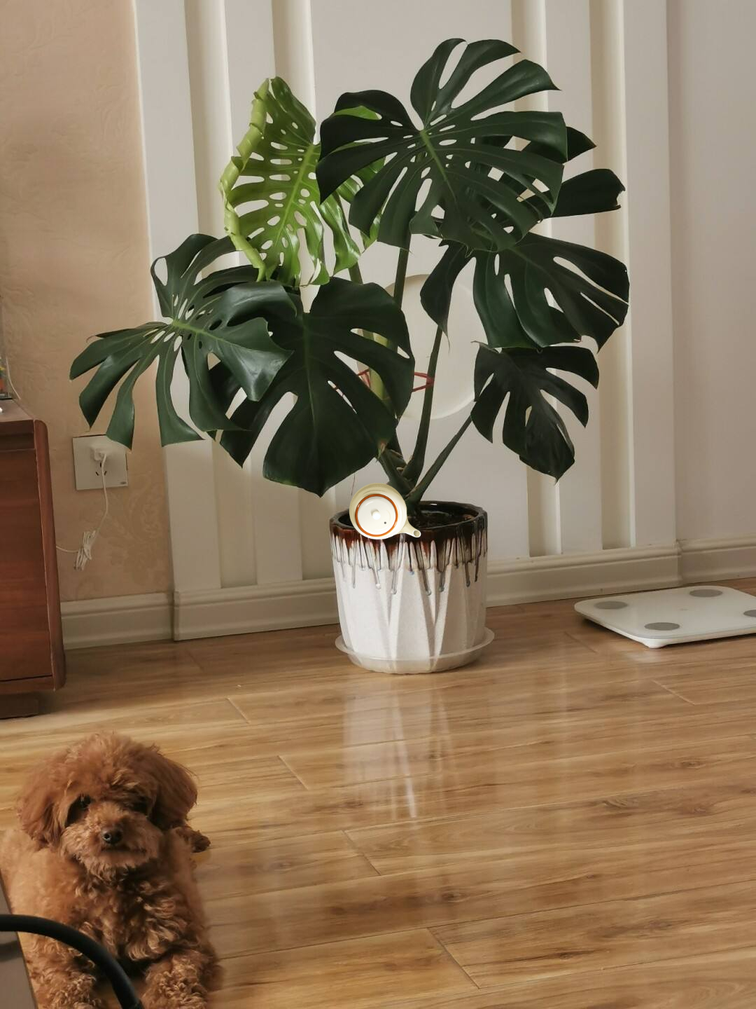 16种喜阴蔬菜,16种适合夏天养的花