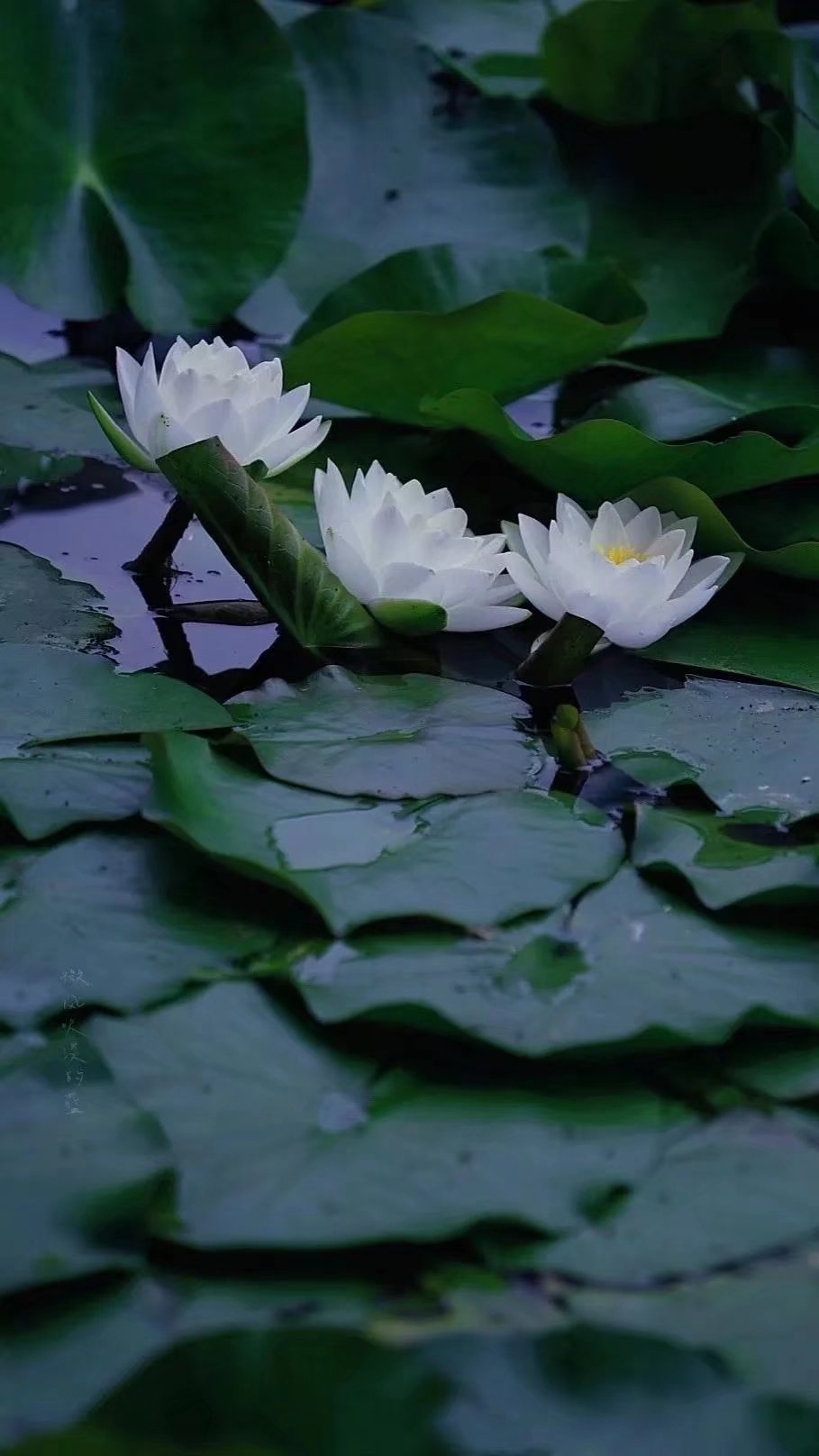 优美散文聆听岁月的心语,散文慢煮时光淡品人生滋味