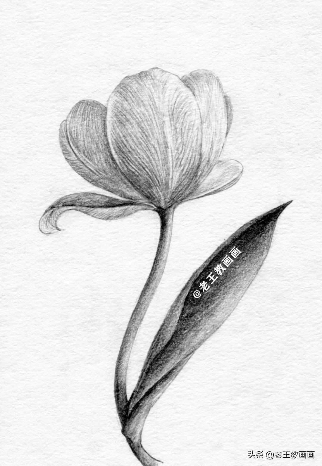 用铅笔画一幅花儿草儿真美丽的画,花儿风景画铅笔画