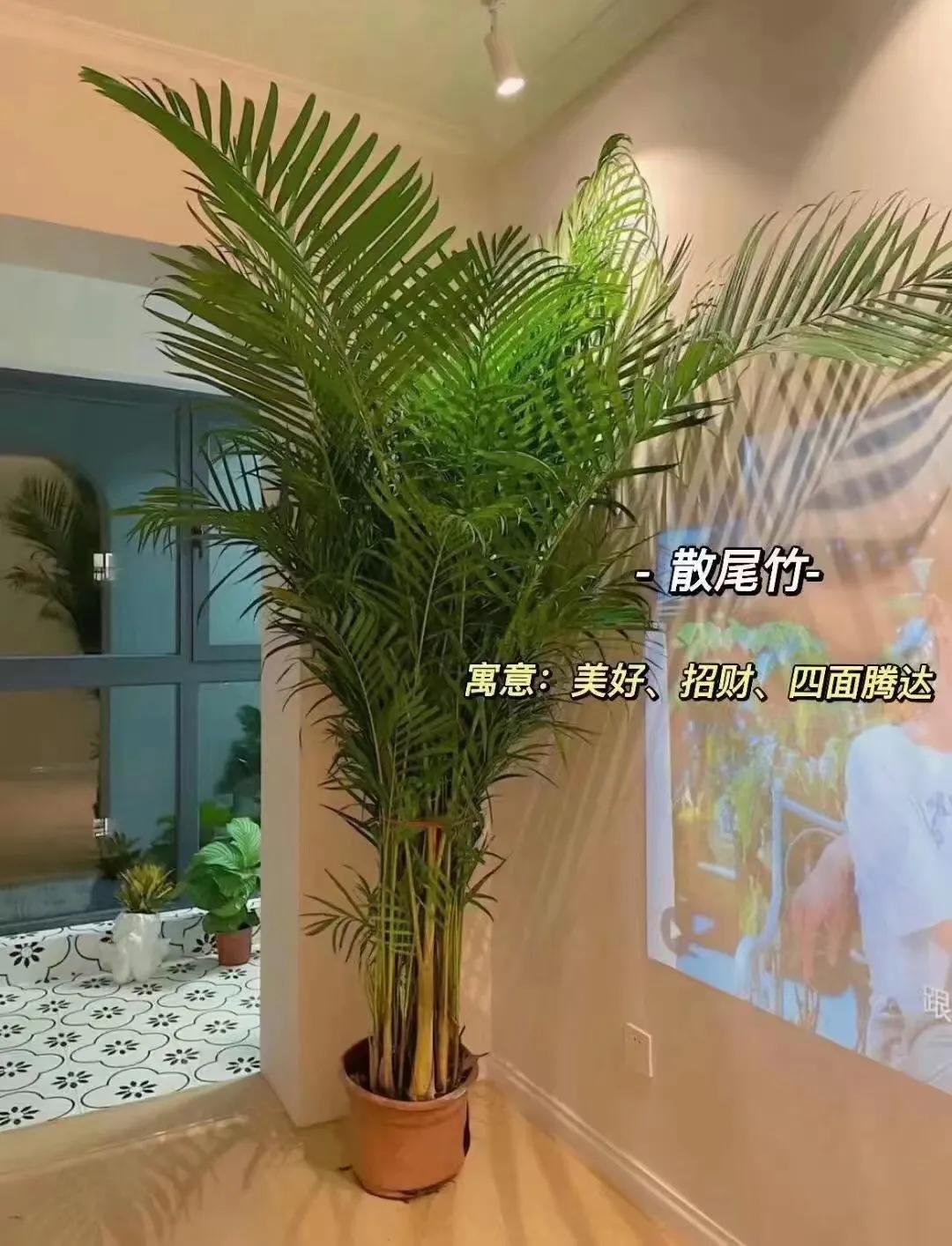 客厅绿植物摆放效果图,最适合客厅摆放的植物是什么