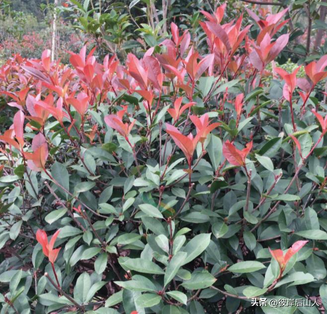 2023苗木价格一览表最新行情图,2023年度苗木价格分析报告