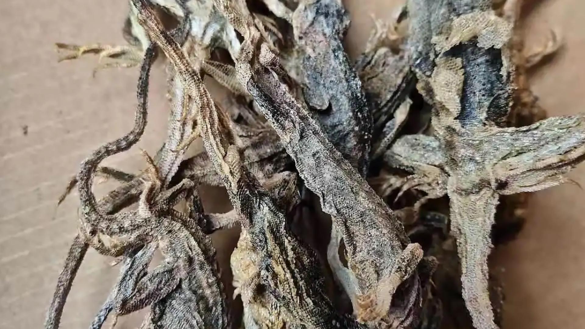 农村常见的蛇的克星,狗母蛇农村里有吗