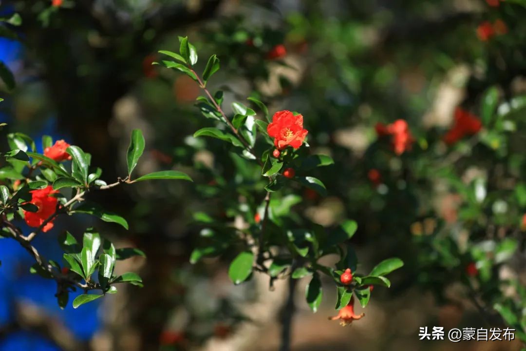 蒙自石榴在云南非常出名,有一种生活叫云南开远