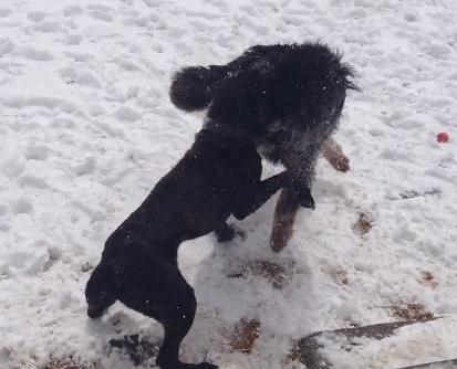 卡斯罗的饲养方法和注意事项,卡斯罗犬容易饲养吗易得病吗