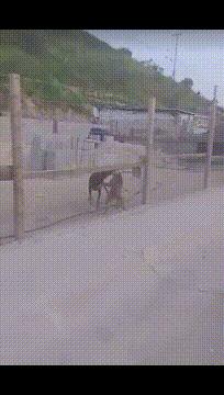 搞笑一刻：美女这波操作我还没见过，难道这样上车有什么说法？