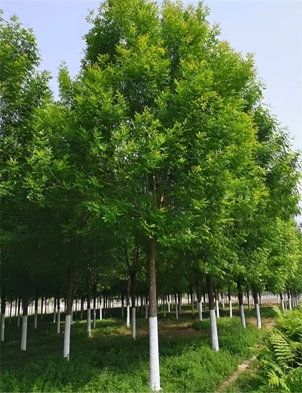 白蜡的行情,白蜡未来5年行情