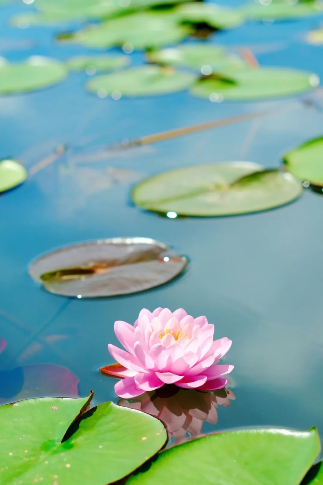小暑已至！夏日顶流登场，一池荷风，满院莲香，惊艳了整个夏天！