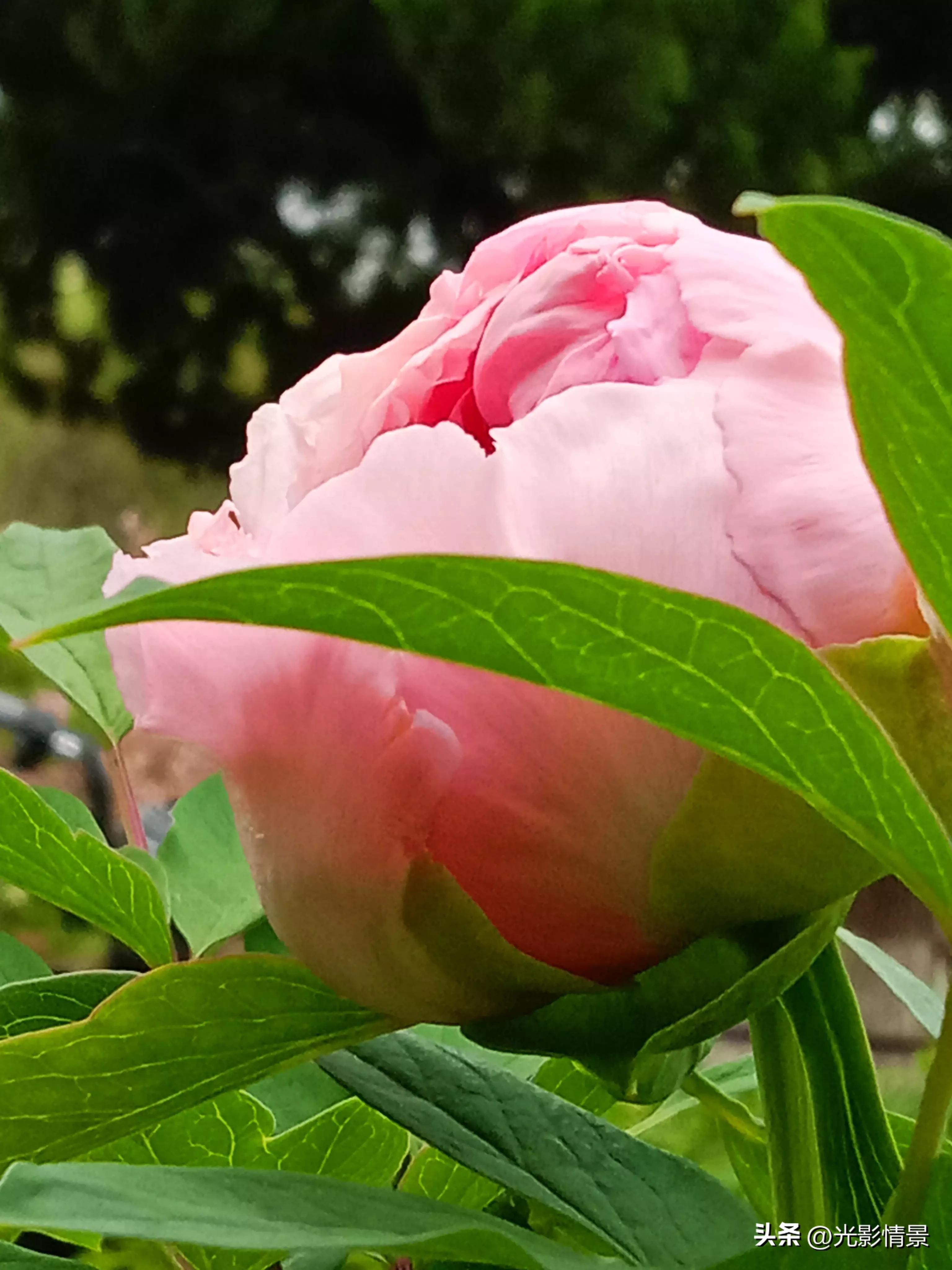 手机也能拍大片华为,手机也能拍大片摄影作品点评全集