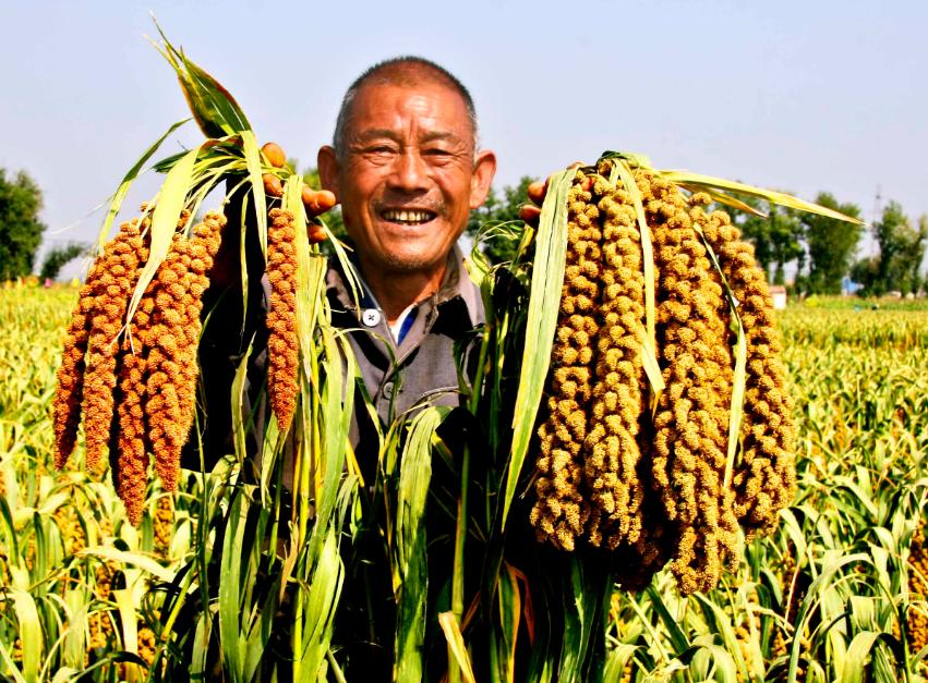 五谷杂粮有多少种豆类,五谷杂粮都有哪些豆类