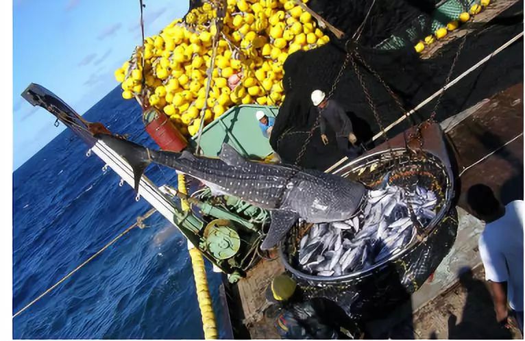 生态头条|地球上现存最大的鱼正在因与船只碰撞走向消亡？