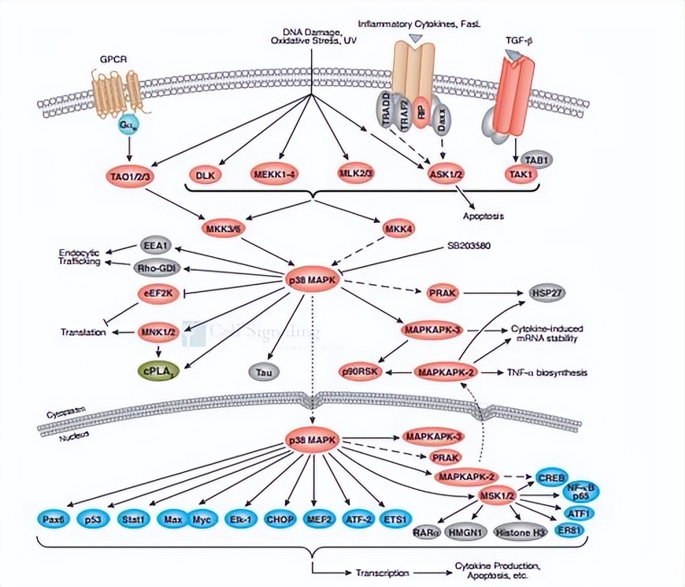 乳酸脱氢酶基因敲除之后,对钝齿棒杆菌菌株构建有什么影响
