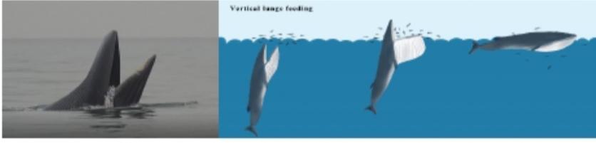 最强干饭人！鲸鱼张开嘴，鱼群就会往嘴里“钻”