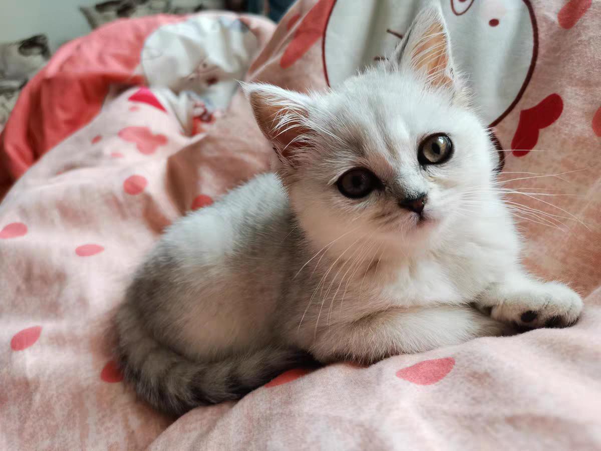 一个月幼猫吃什么食物比较好,一个月的幼猫吃什么猫粮好