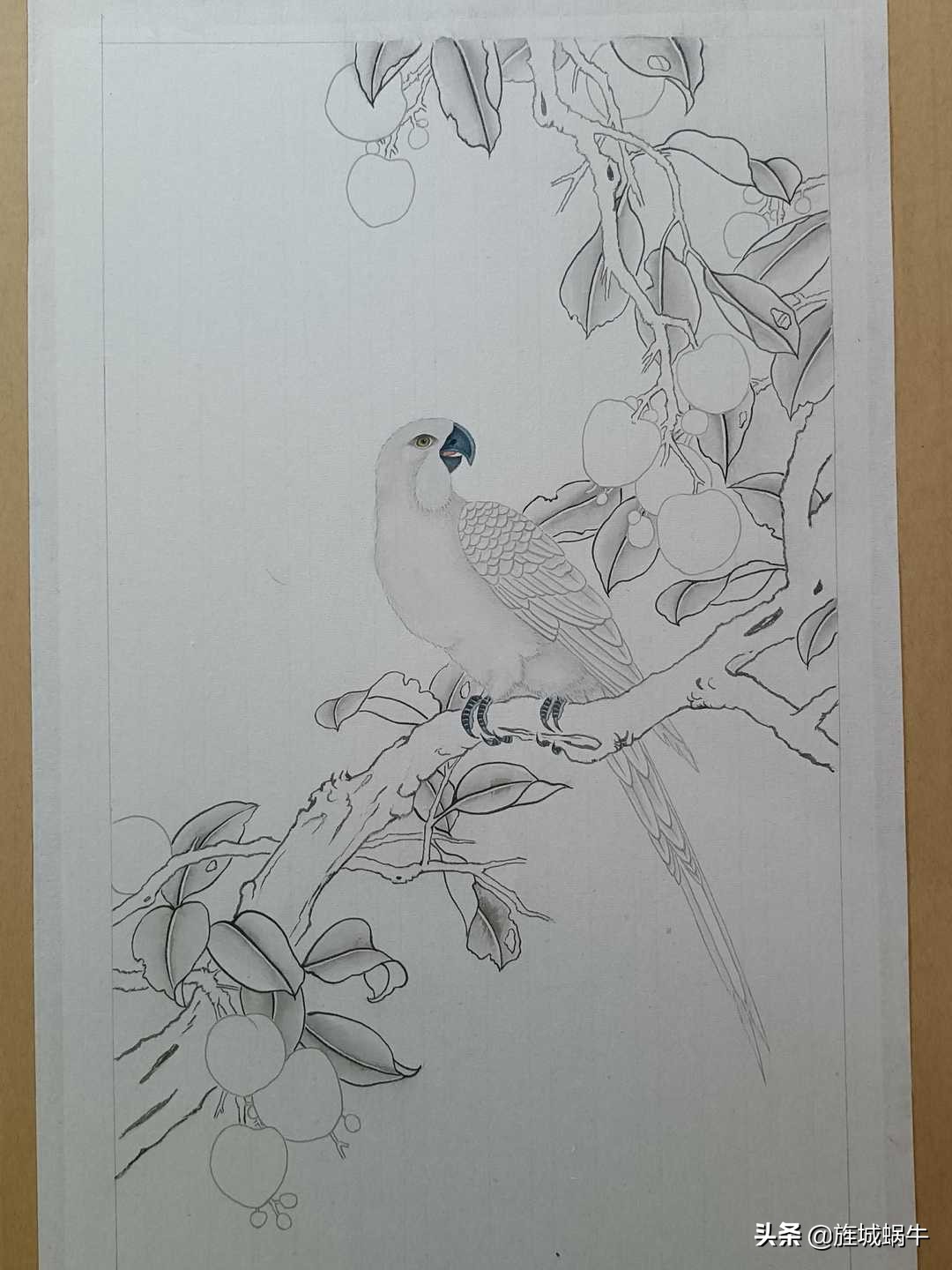 画者笔记|荔枝鹦鹉图绘制记录