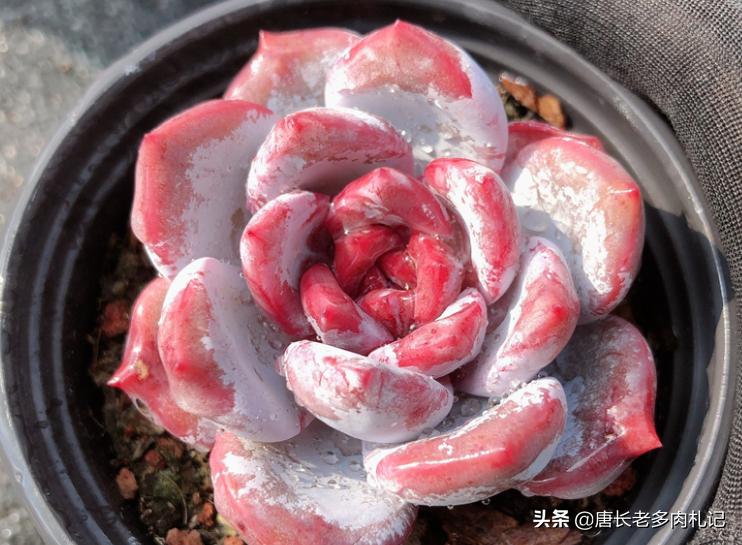 多肉嫦娥，本身是很优秀的品种，但奈何现在以冒充橙梦露为生