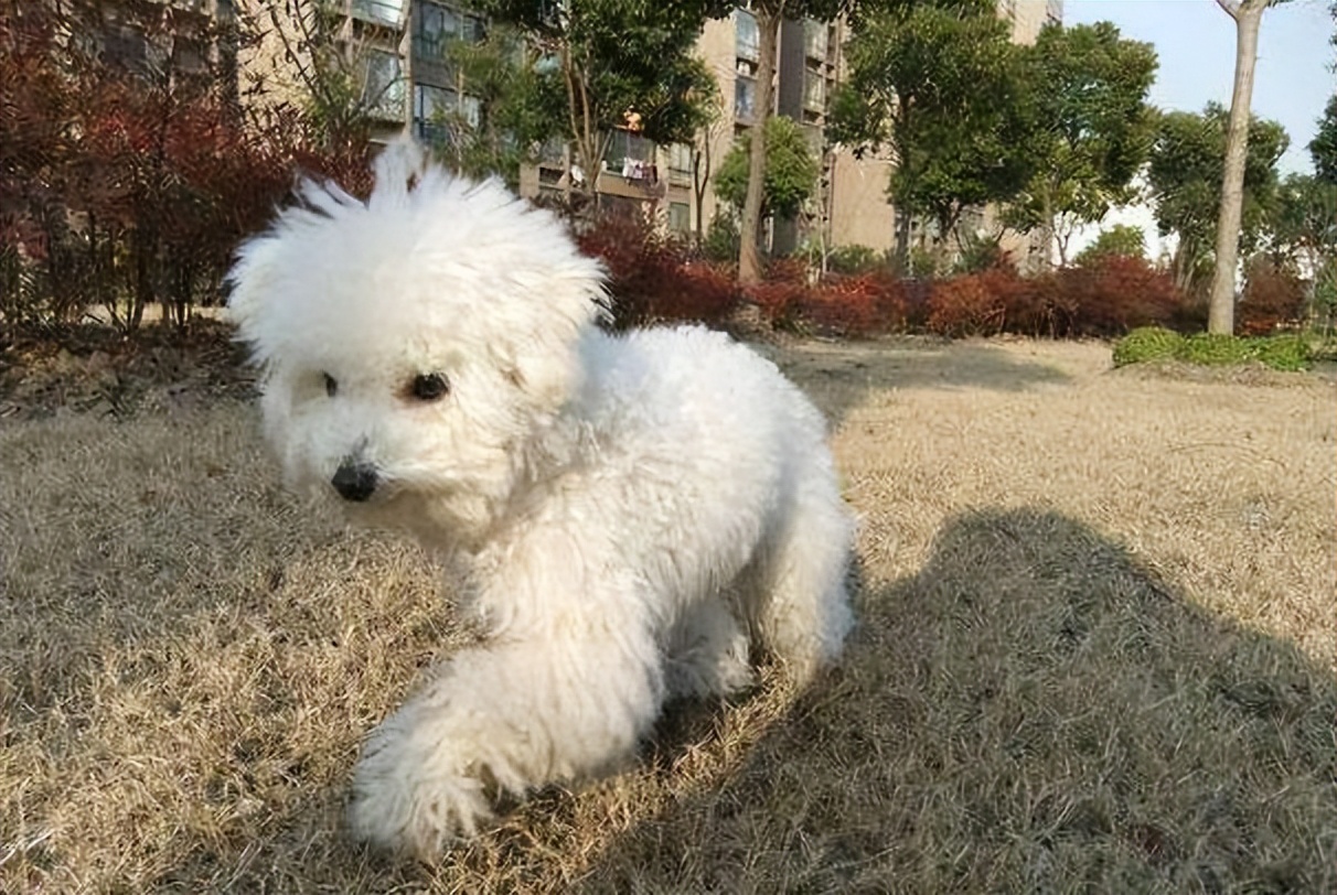 比熊死前的预兆,比熊的6个表现