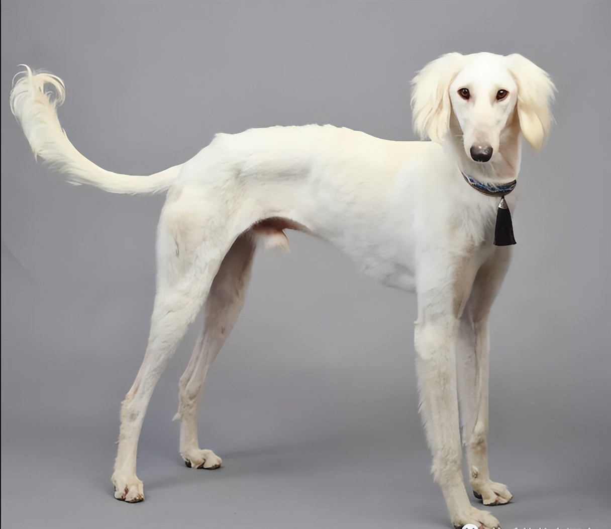 中华田园犬的血统是狗中最高贵的,中华田园犬五大名狗品种