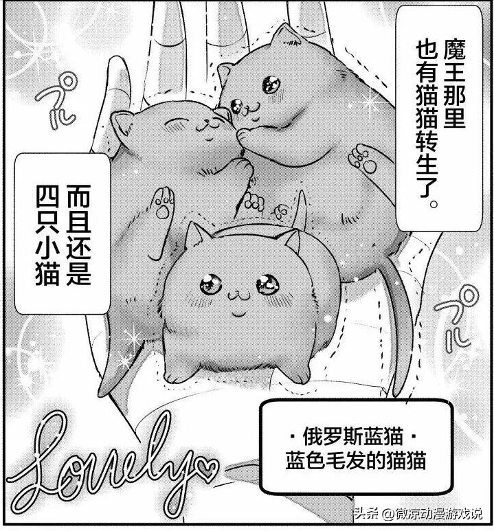 猫猫怎么可以这么乖,猫猫怎样玩耍才会开心