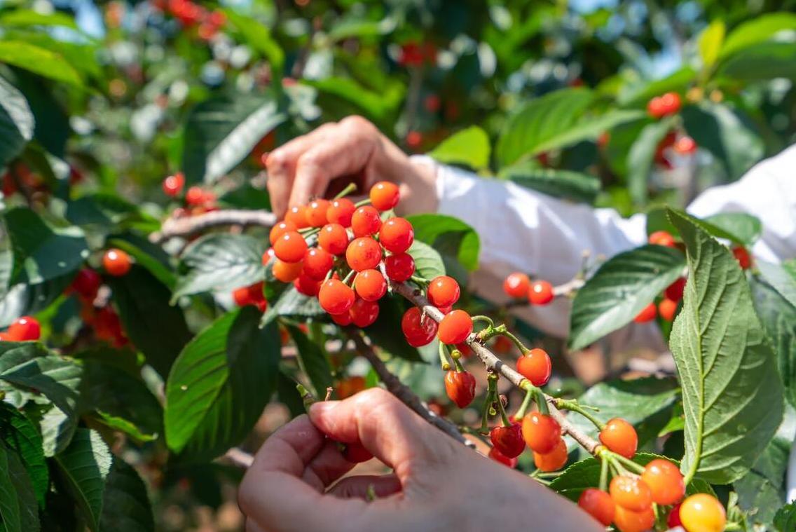 夏天有吃不完的时令水果,夏天过夏必备食物